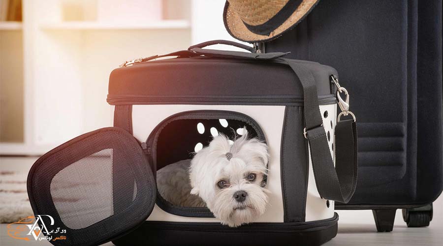 رزرو تاکسی بین شهری برای صاحبان حیوان خانگی