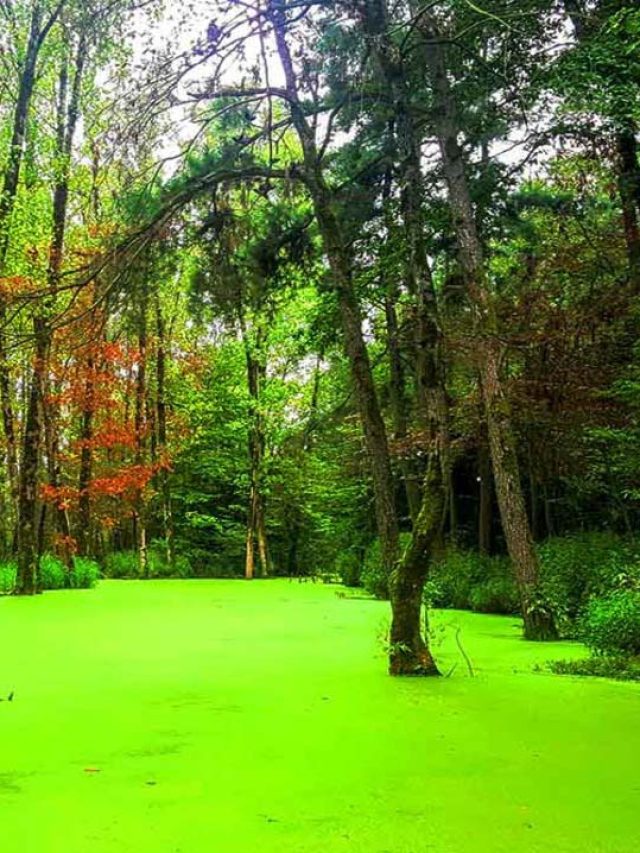 مرداب سراوان رشت